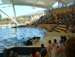The Orca Whales At Loro Parque